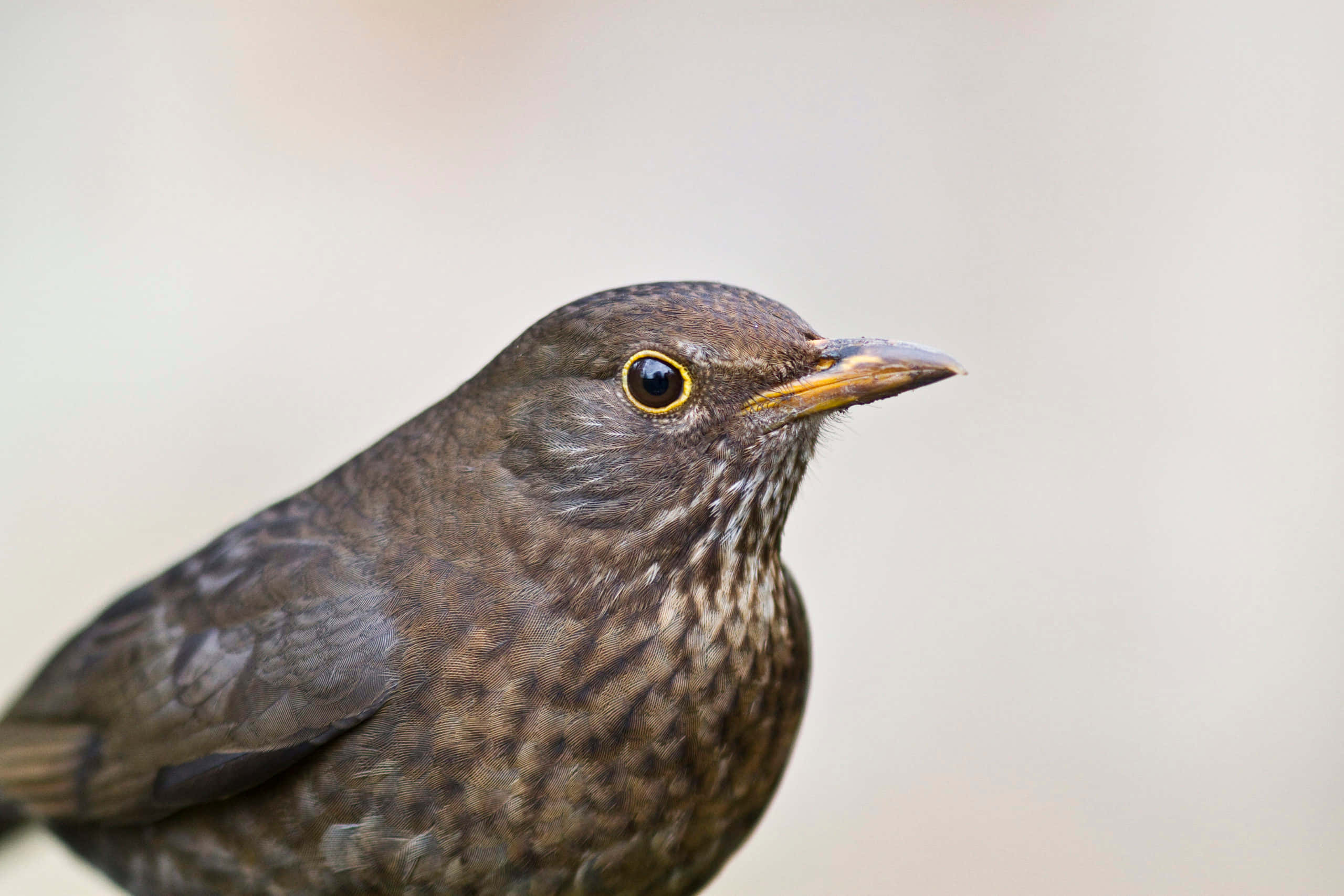 blackbird, glossy brown feathers, bright yellow eye ring, 2K Desktop Wallpaper