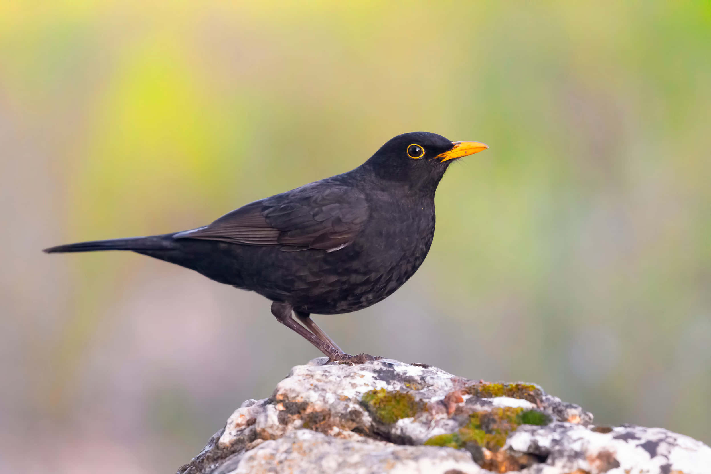 Common Blackbird, glossy black, bright yellow beak, Full HD Desktop Wallpaper