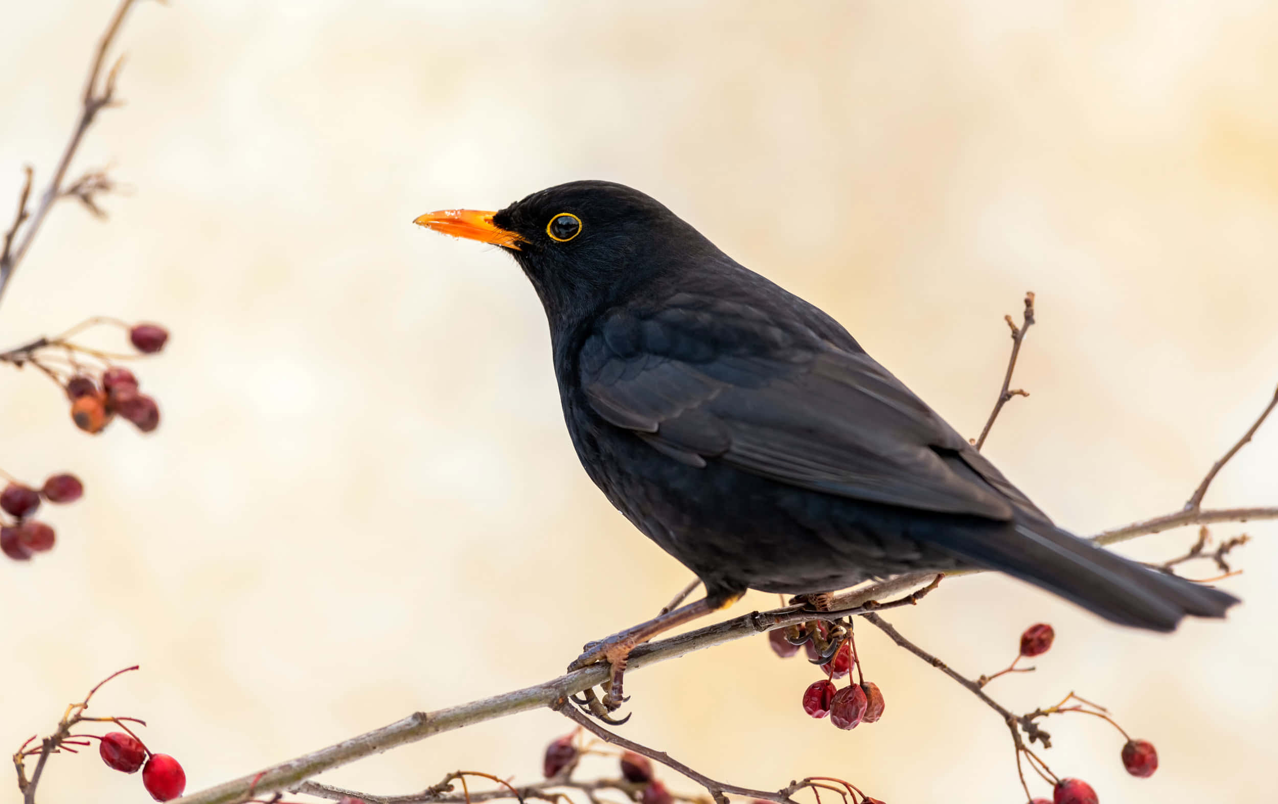 Blackbird, bare branches, red berries, Full HD Desktop Wallpaper