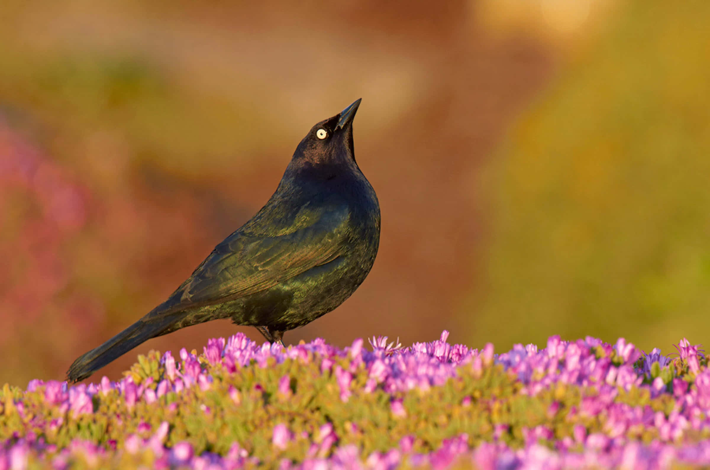 Blackbird, purple flowers, glossy black, Full HD Desktop Wallpaper