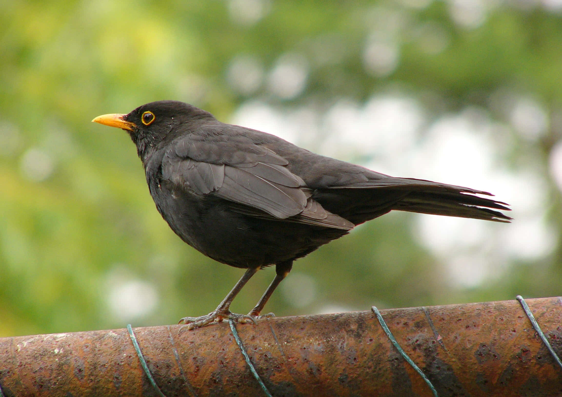 Blackbird, rusty metal pipe, bright yellow beak, Full HD Desktop Wallpaper