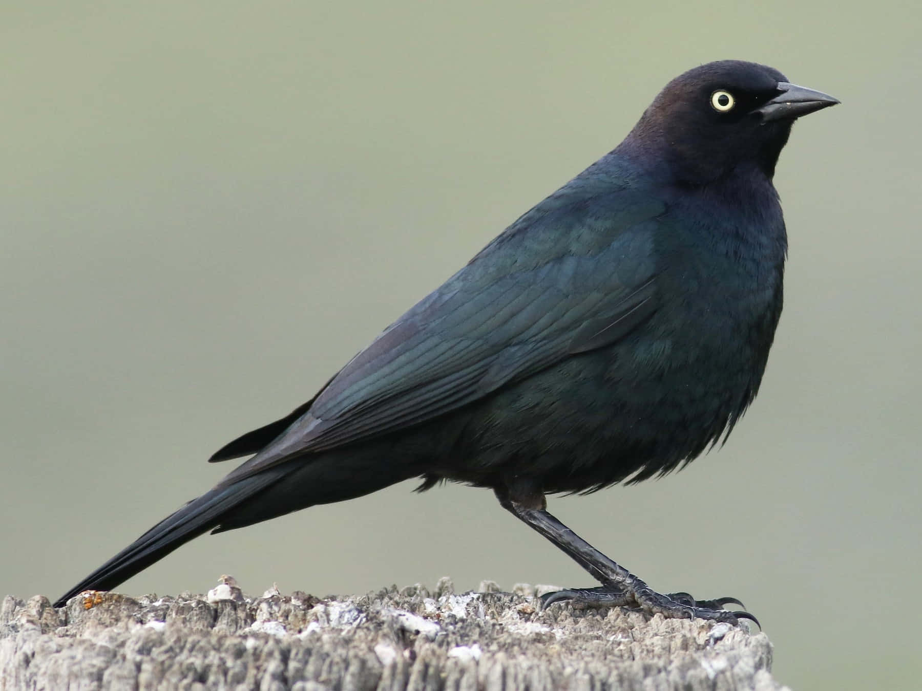 glossy blackbird, bright yellow eye, weathered wooden post, HD Desktop Wallpaper