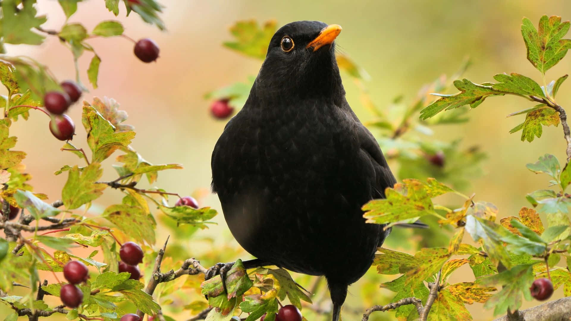 Blackbird, autumn berries, glossy black, Full HD Desktop Wallpaper