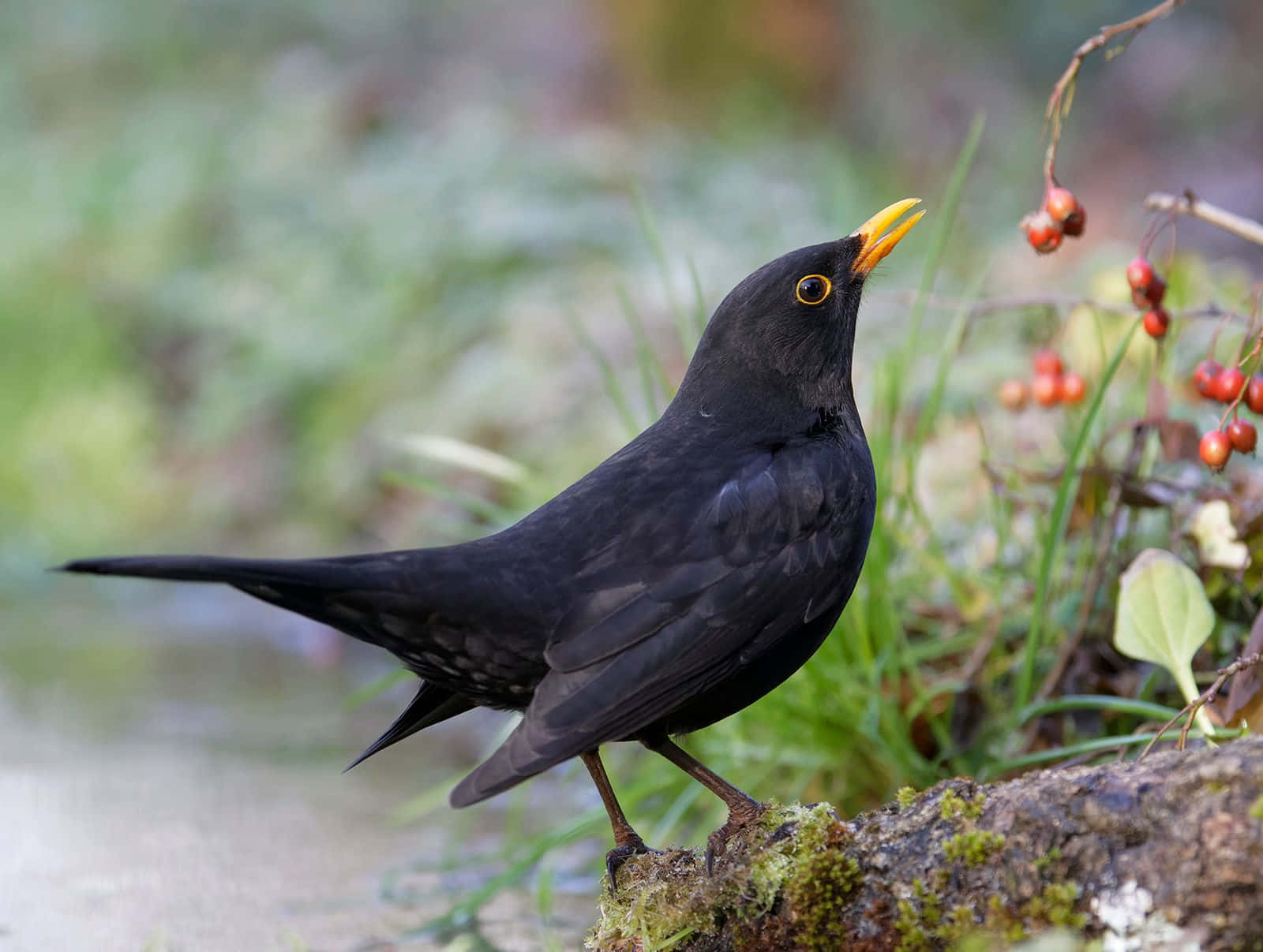 Blackbird, glossy black, bright yellow beak, HD Desktop Wallpaper