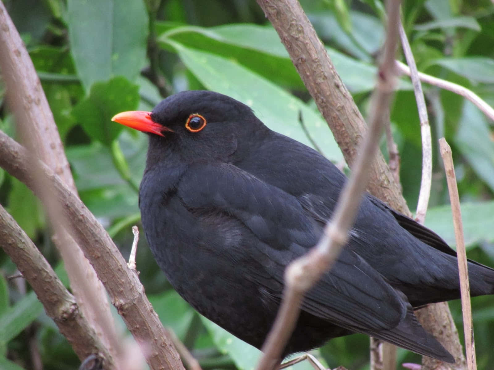 Blackbird, glossy black, bright orange beak, HD Desktop Wallpaper