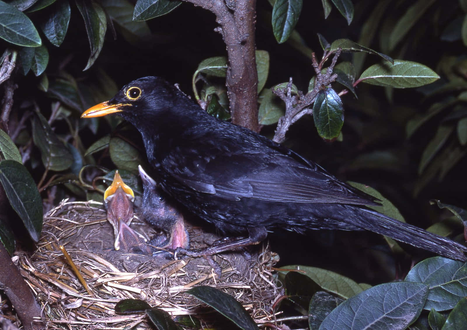 Blackbird, nest, chicks, HD Desktop Wallpaper