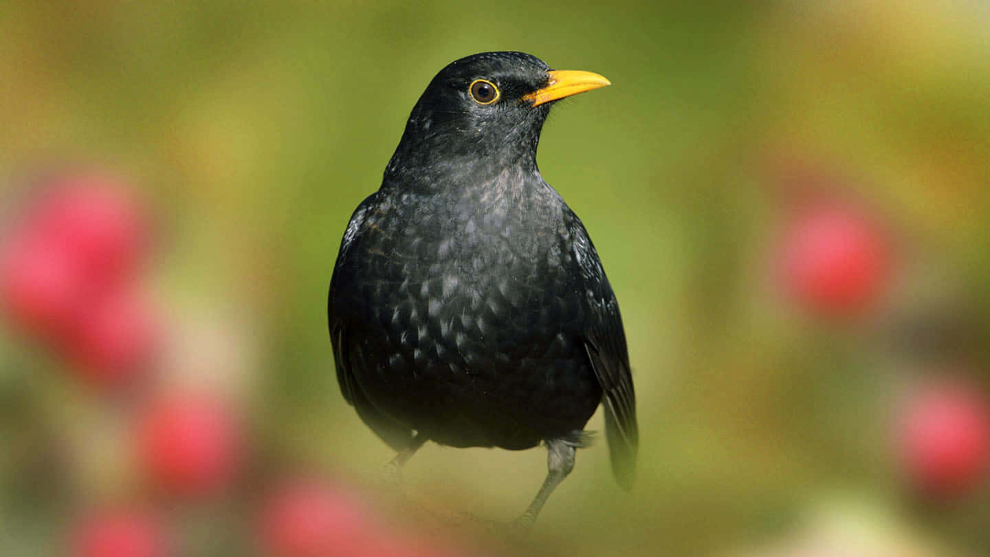 Blackbird, glossy black, bright yellow beak, HD Desktop Wallpaper