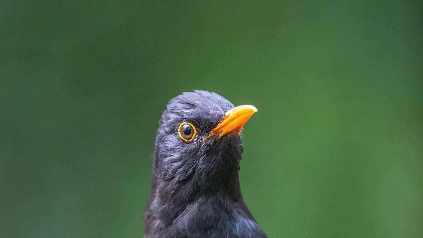 blackbird, orange beak, eye ring, HD Desktop Wallpaper