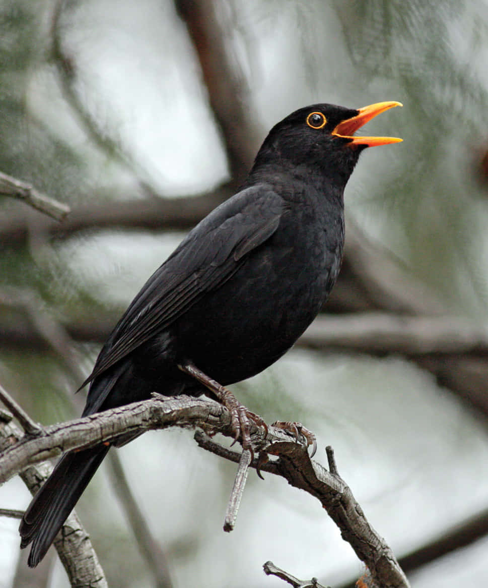 Blackbird, glossy black, bright orange beak, SD Phone Wallpaper
