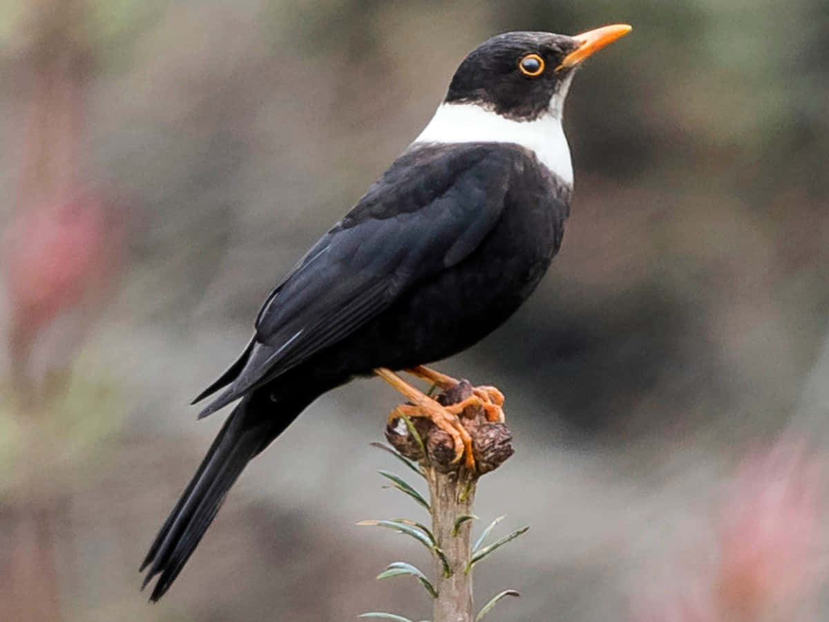 Blackbird, white neck, orange beak, SD Desktop Wallpaper