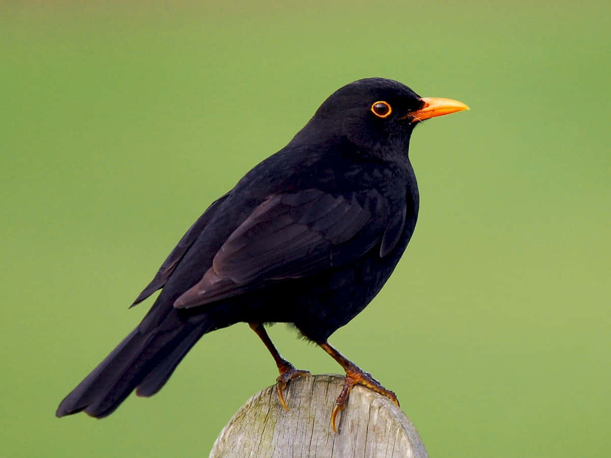 Blackbird, glossy black, bright orange beak, SD Desktop Wallpaper