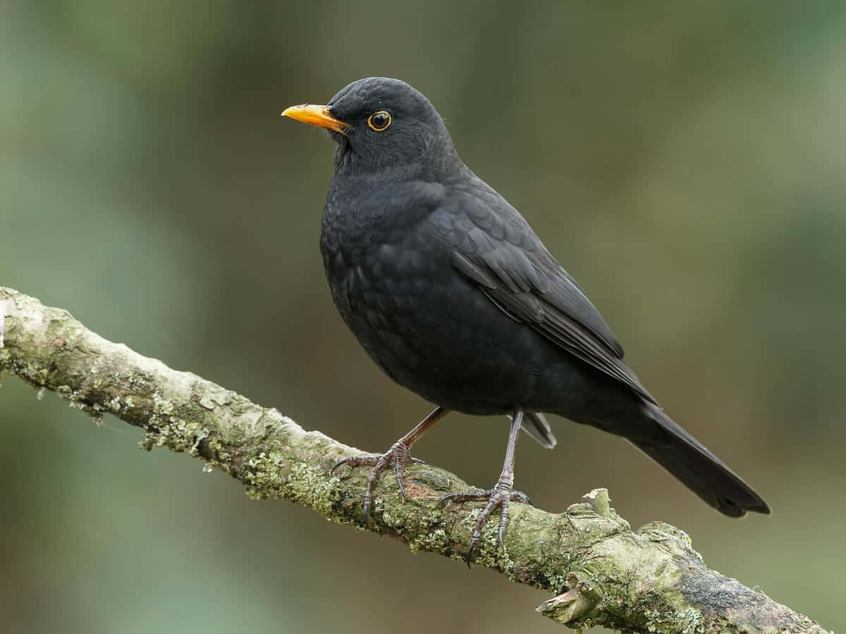 Blackbird, mossy tree branch, soft green forest backdrop, SD Desktop Wallpaper