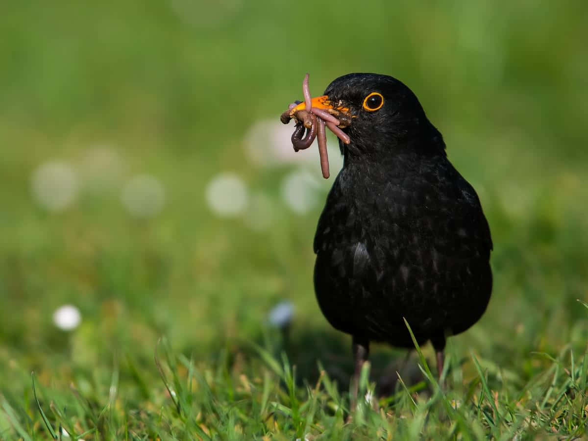 Blackbird, orange beak, eye ring, SD Desktop Wallpaper