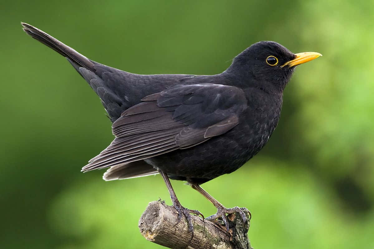 Blackbird, glossy black, bright yellow beak, SD Desktop Wallpaper