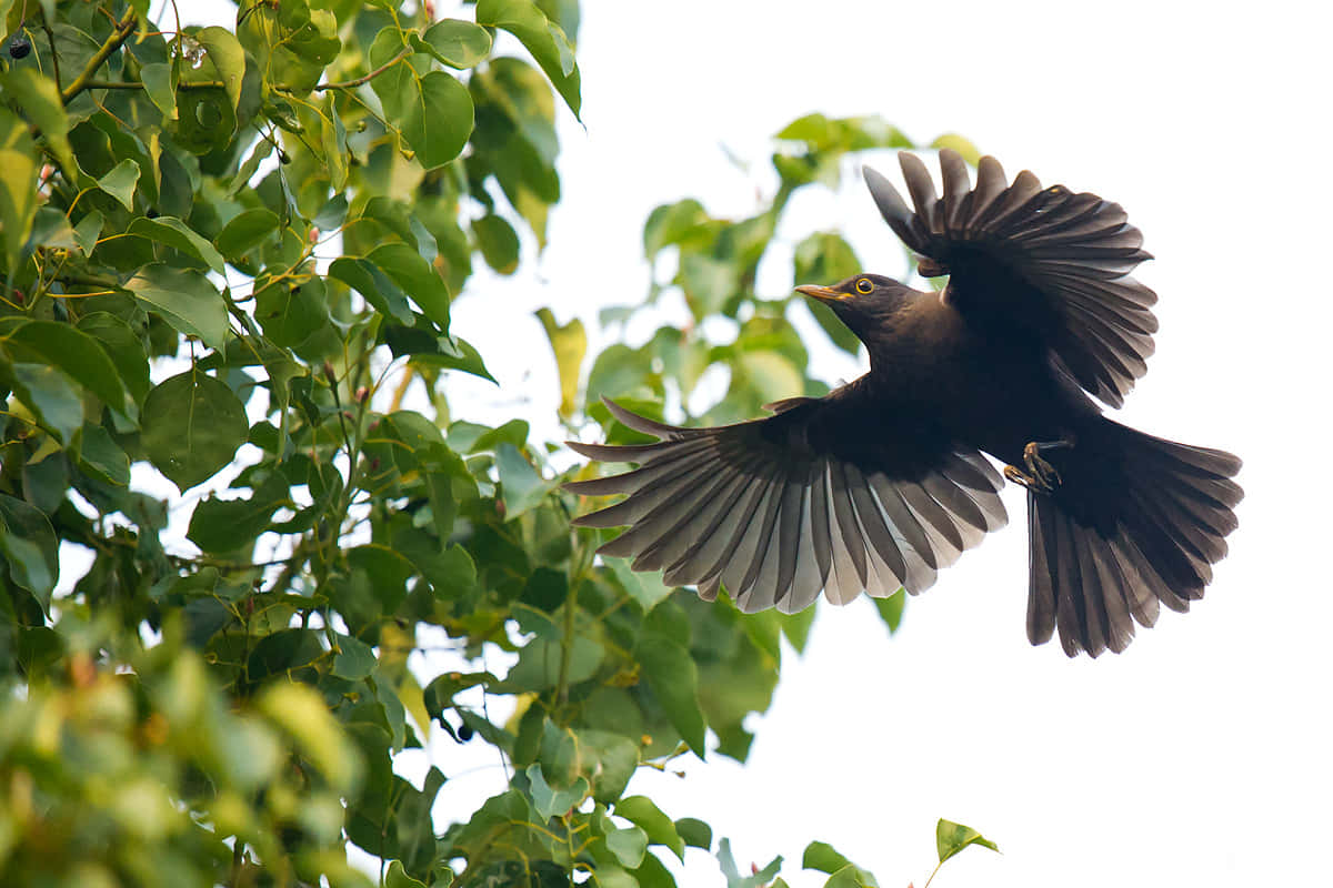 Blackbird, bright green foliage, pale sky, SD Desktop Wallpaper