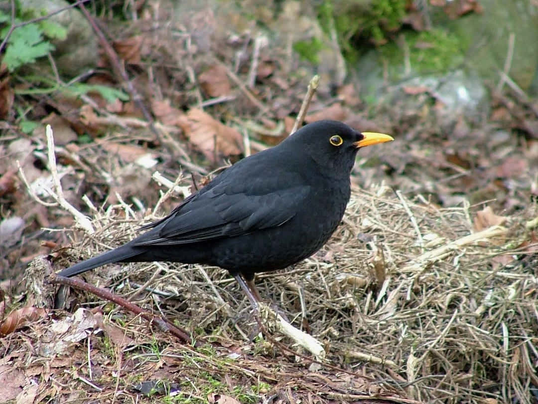 Common Blackbird, glossy black, bright yellow beak, SD Desktop Wallpaper