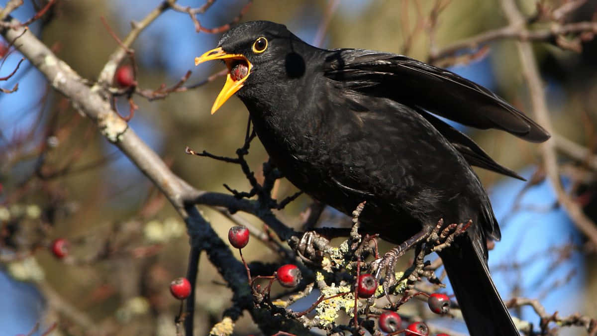 Blackbird, branch, red berries, SD Desktop Wallpaper