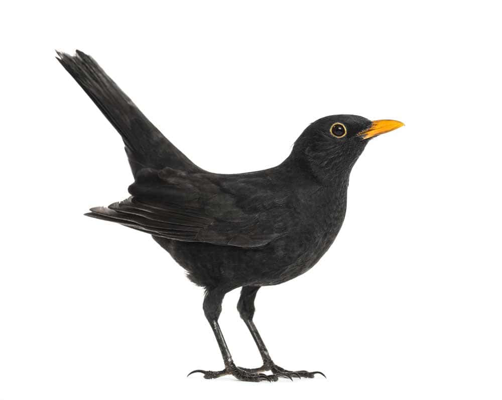 Blackbird, glossy black, bright yellow beak, SD Desktop Wallpaper