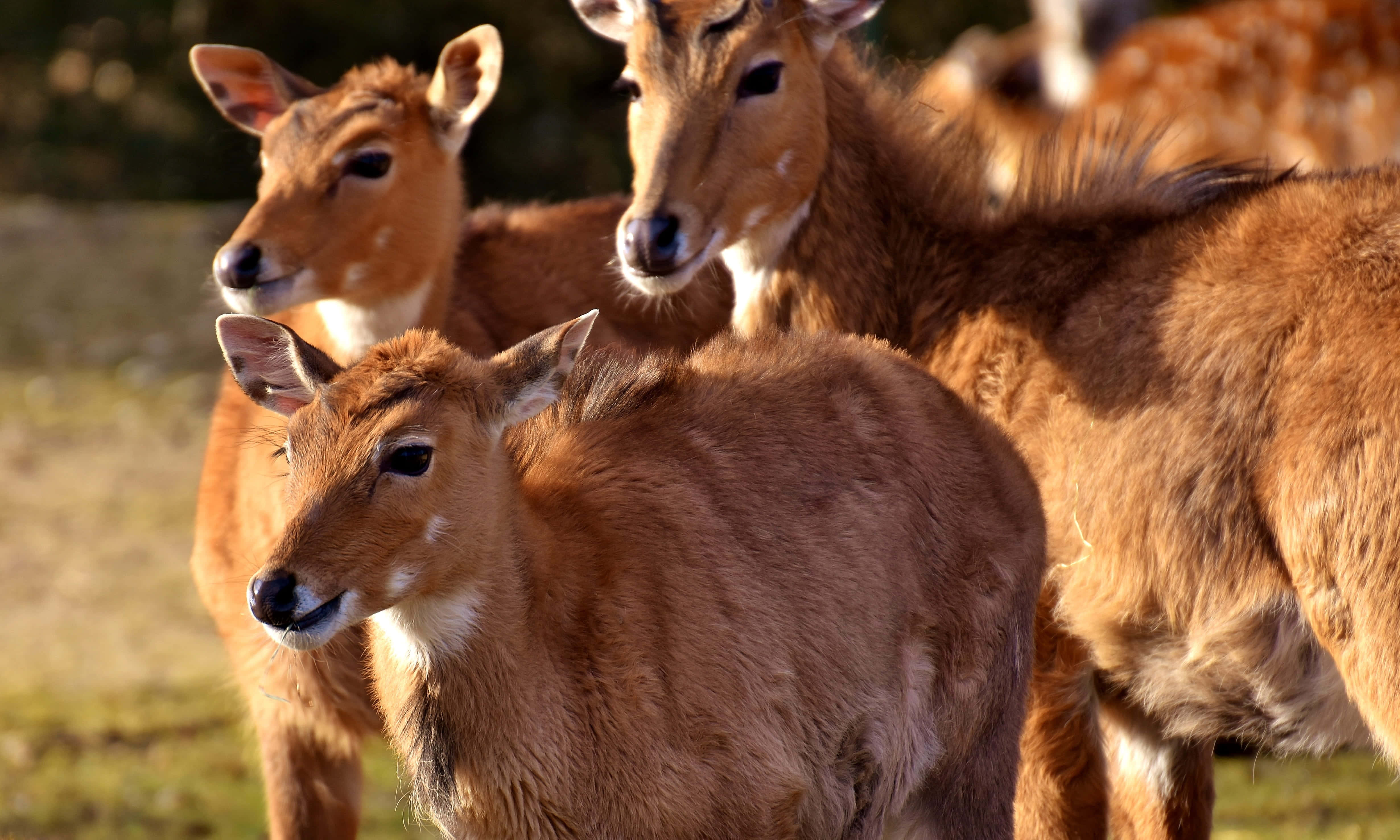 Blackbuck, reddish-brown, grassy field, 4K Desktop Wallpaper