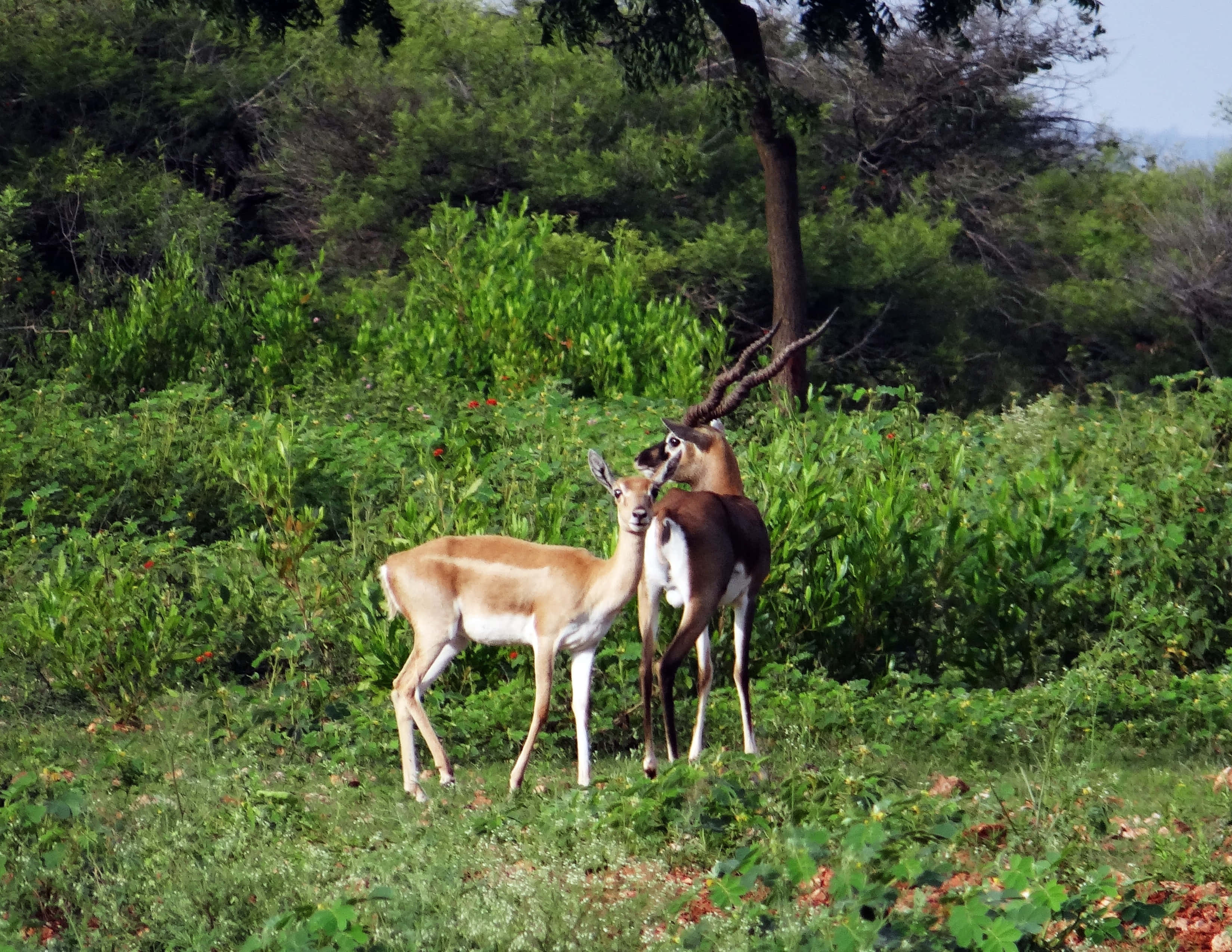 Blackbuck, natural habitat, sunlit grassy field, 2K Desktop Wallpaper