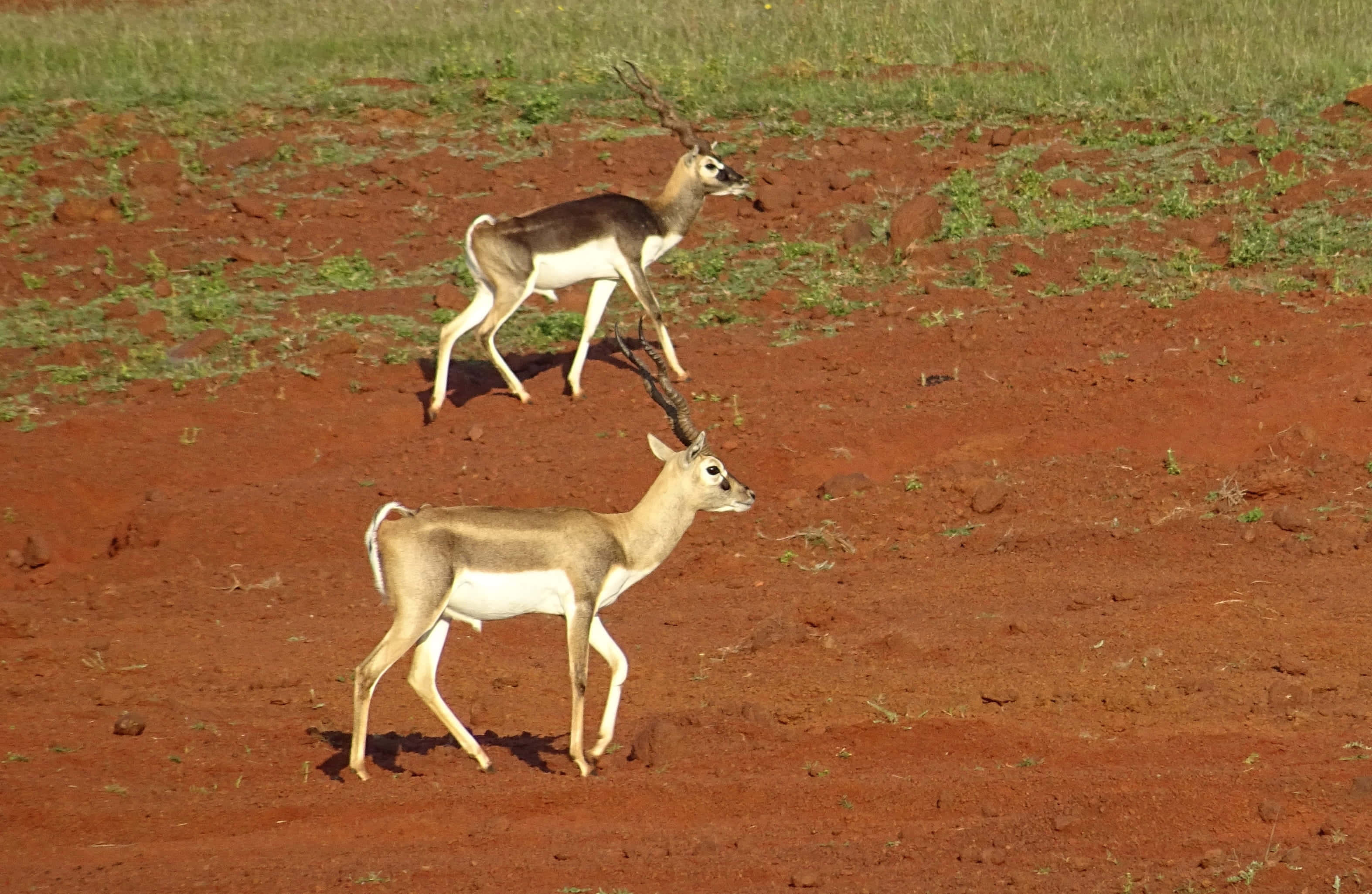 Blackbuck, red soil, sunlit expanse, 2K Desktop Wallpaper