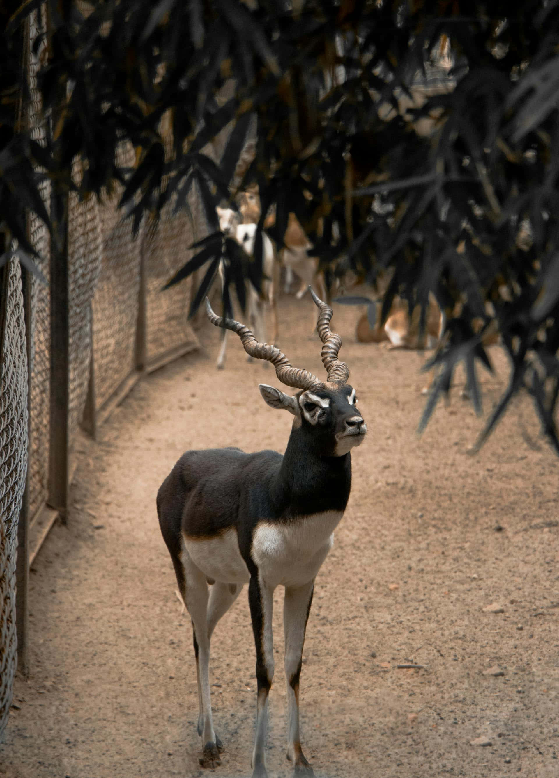Blackbuck, spiraled horns, dusty ground, 2K Phone Wallpaper
