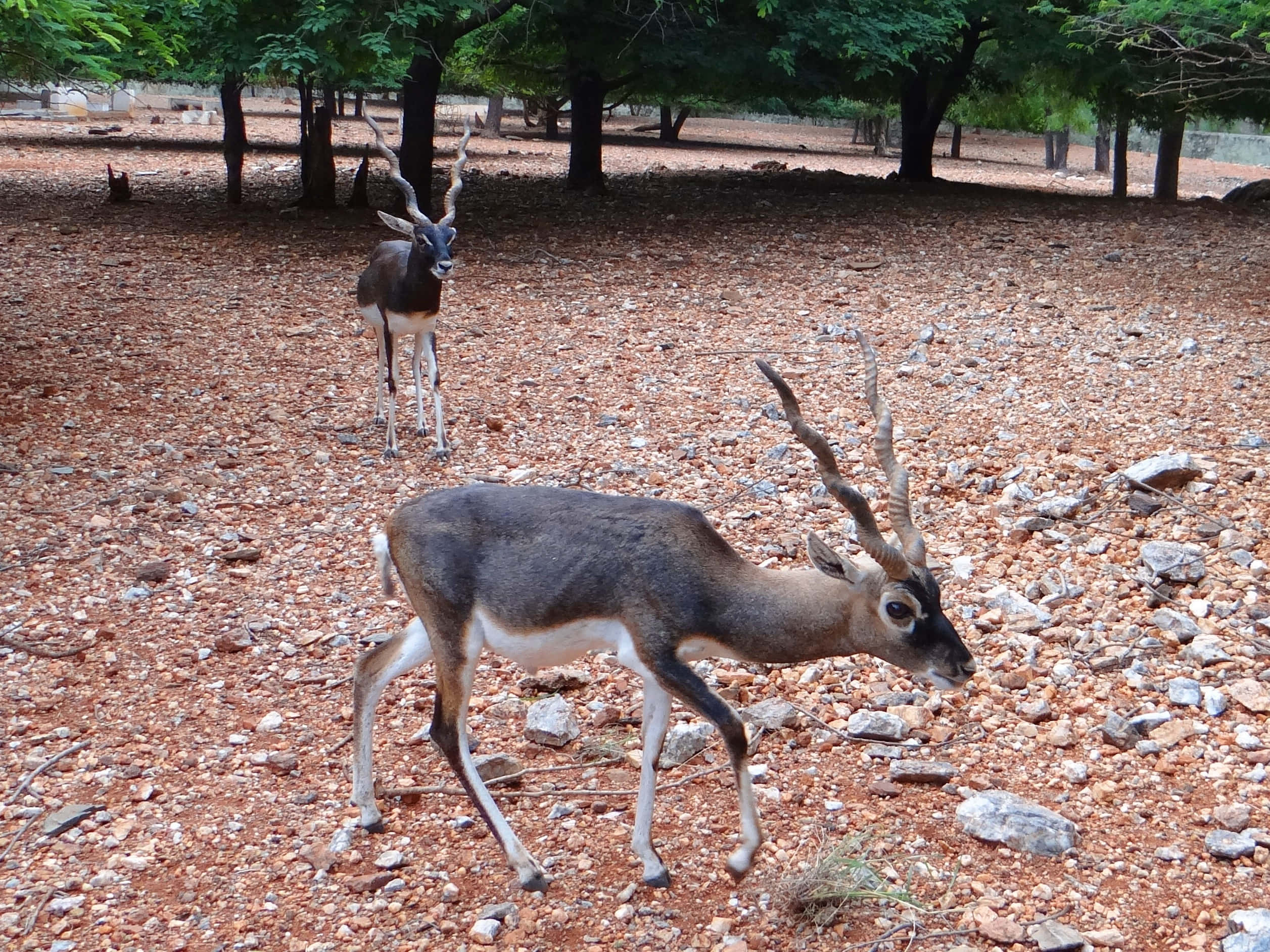 Blackbuck, curved horns, rocky red earth path, Full HD Desktop Wallpaper