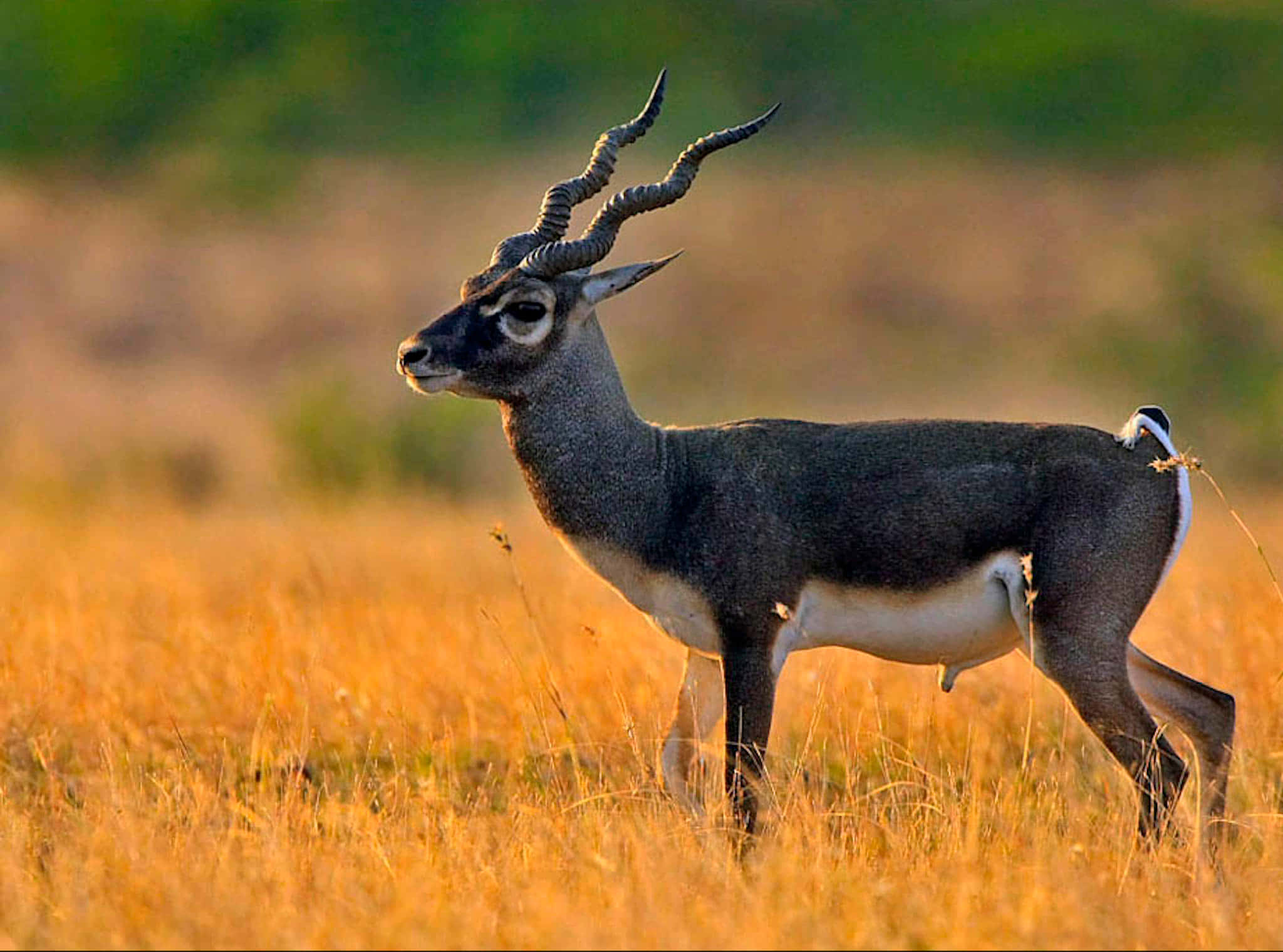 Blackbuck, golden grass, warm sunlight, Full HD Desktop Wallpaper