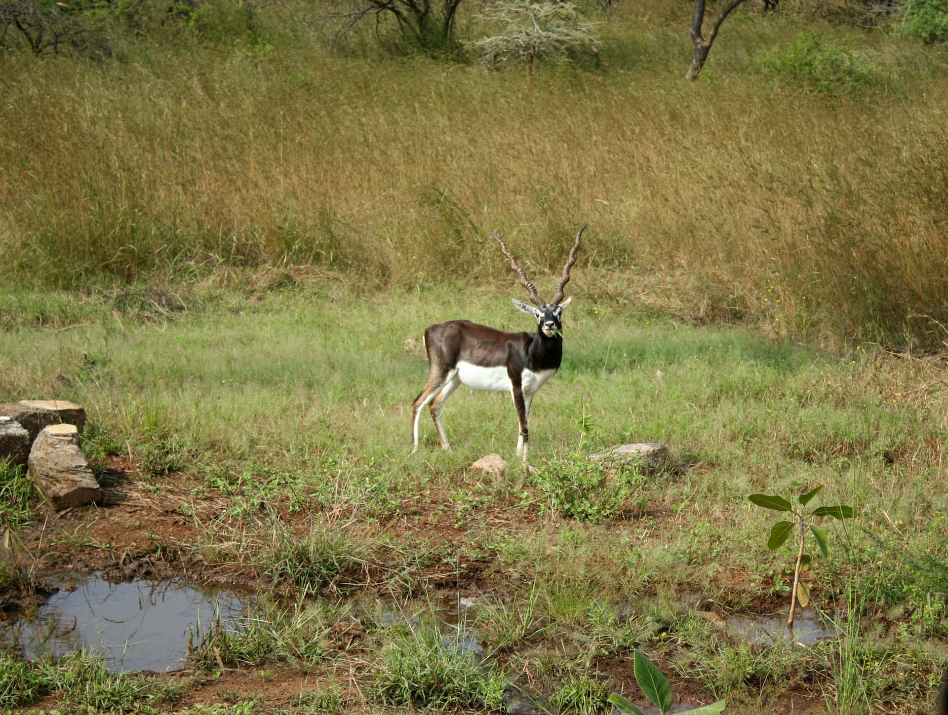 Blackbuck, sunlit grassy field, scattered trees, Full HD Desktop Wallpaper