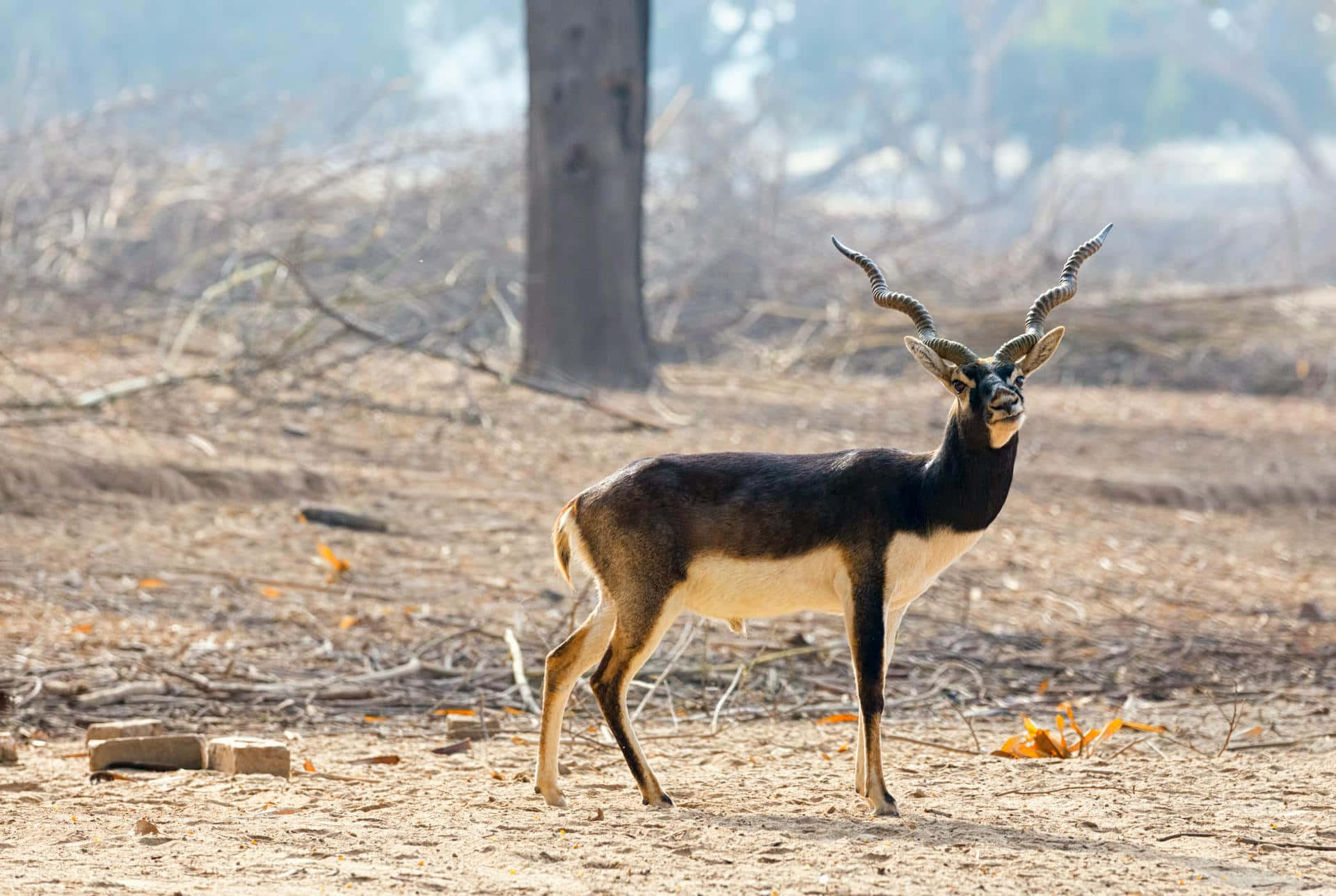 Blackbuck, dry grassland, tree trunk, Full HD Desktop Wallpaper