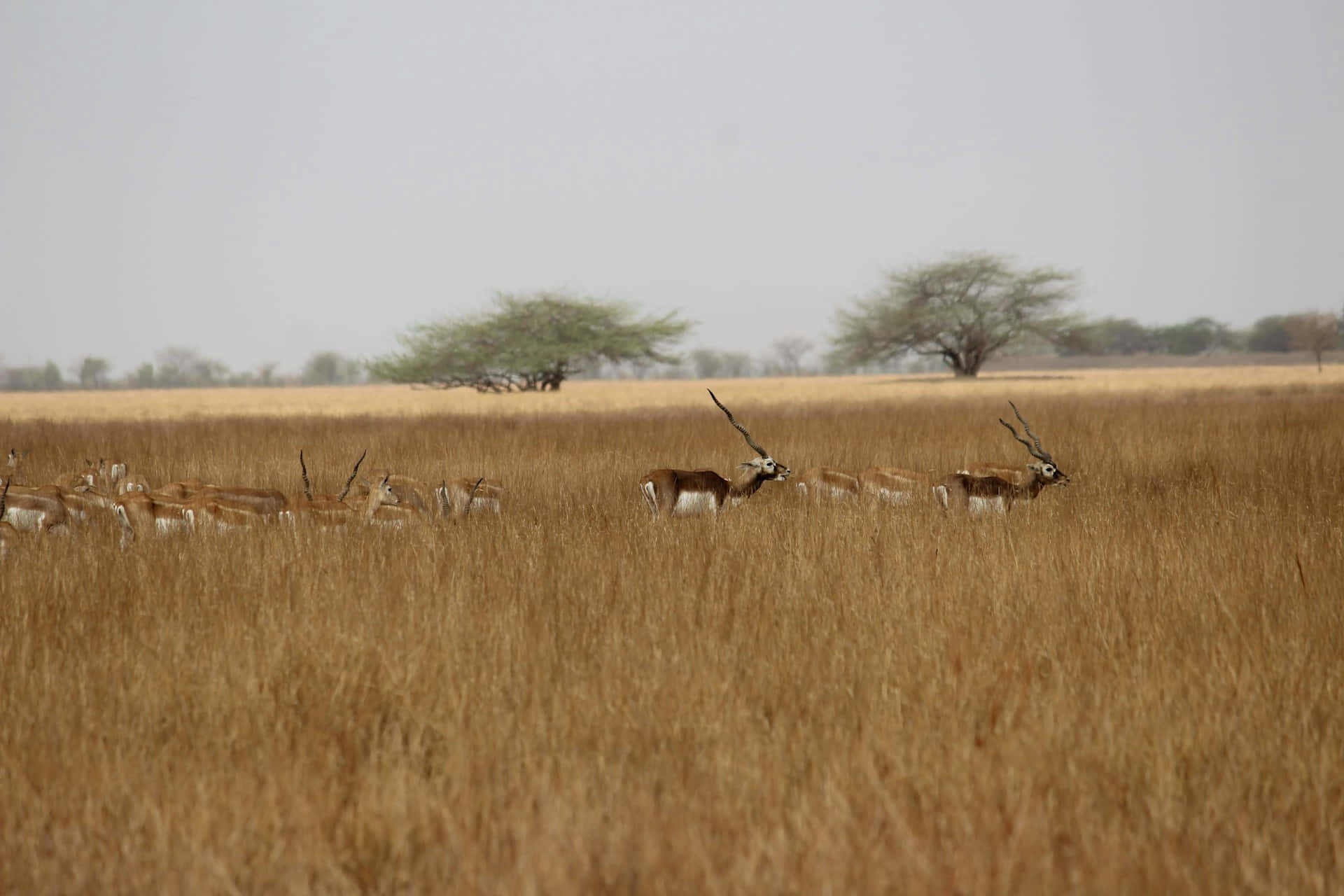 blackbuck, golden grassland, overcast sky, Full HD Desktop Wallpaper