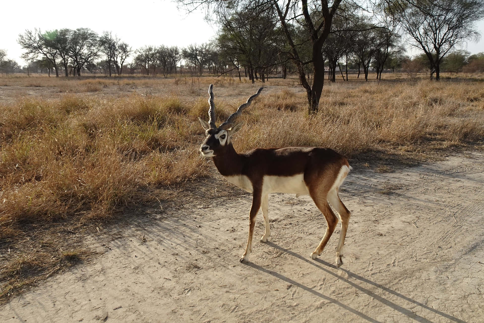 Blackbuck, dry grassland, sunlit dirt path, Full HD Desktop Wallpaper