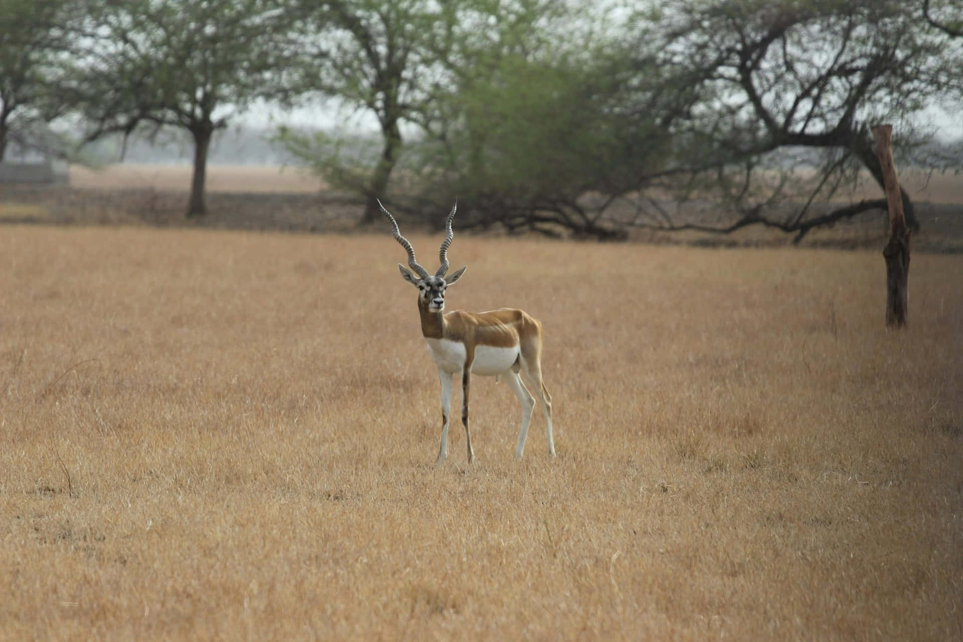 Blackbuck, dry golden grass field, hazy sky, Full HD Desktop Wallpaper