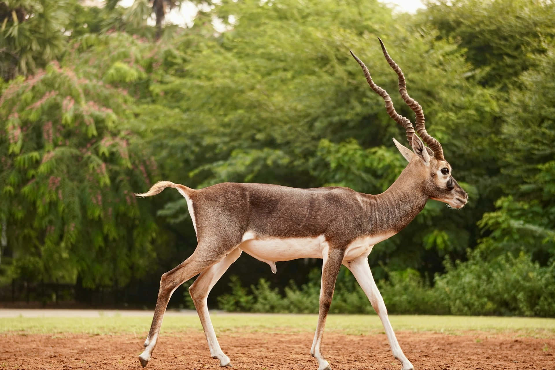 blackbuck, long spiraling horns, sunlit dirt path, Full HD Desktop Wallpaper
