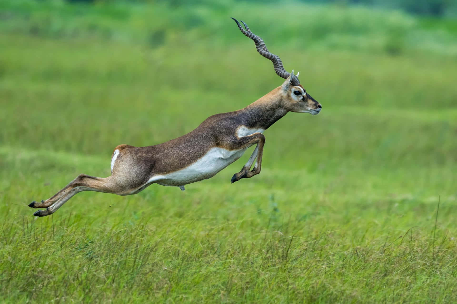 blackbuck, grassy field, vibrant green, Full HD Desktop Wallpaper