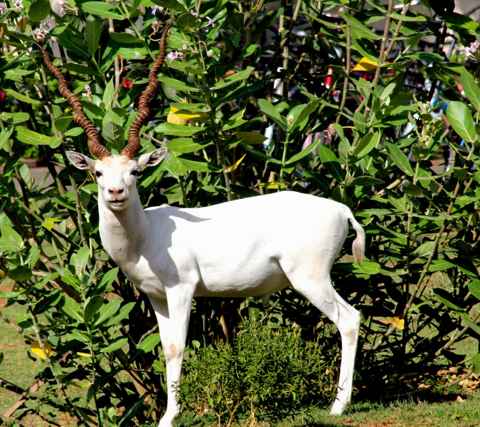 White Blackbuck, spiraled horns, lush green bushes, HD Desktop Wallpaper