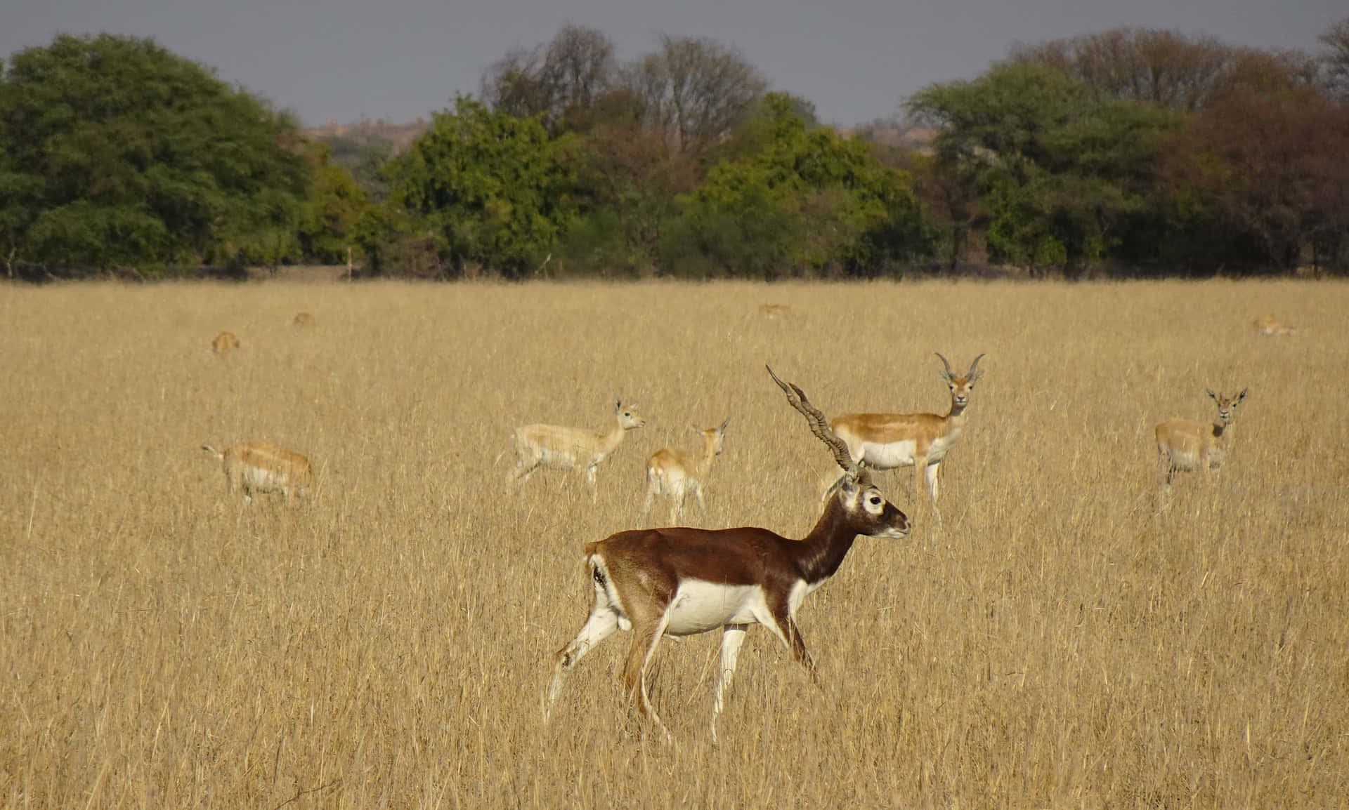 Blackbuck, herd, golden grassland, Full HD Desktop Wallpaper