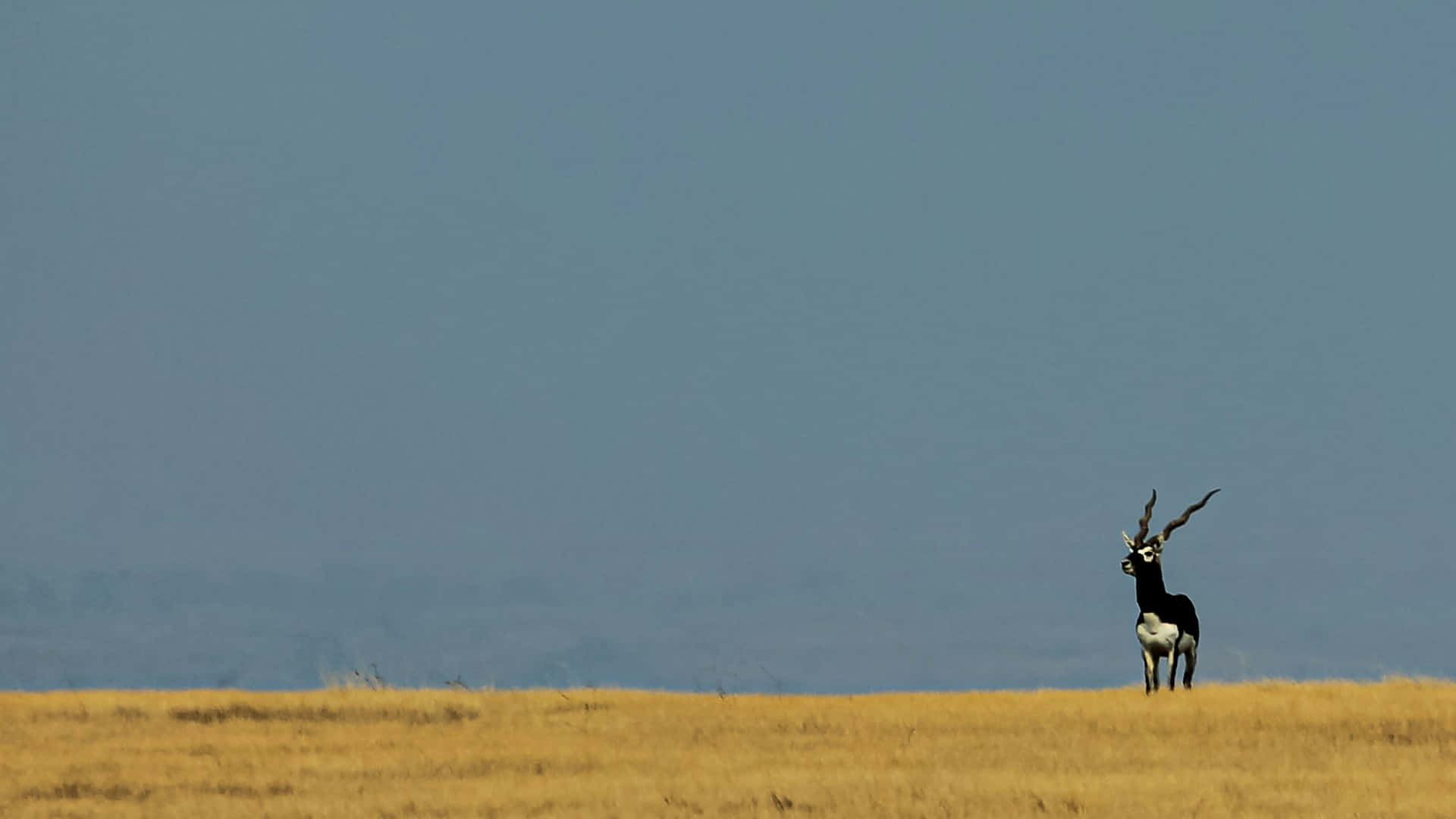 Blackbuck, antelope, golden grassland, Full HD Desktop Wallpaper