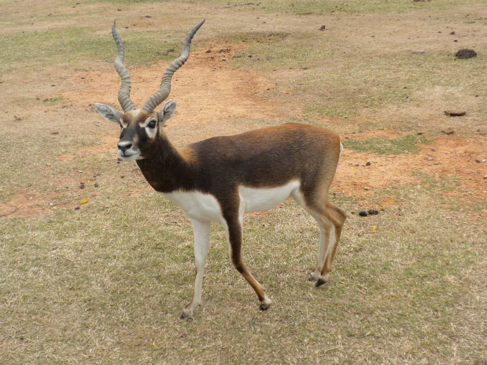 blackbuck antelope, Cervicapra, spiraled horns, HD Desktop Wallpaper