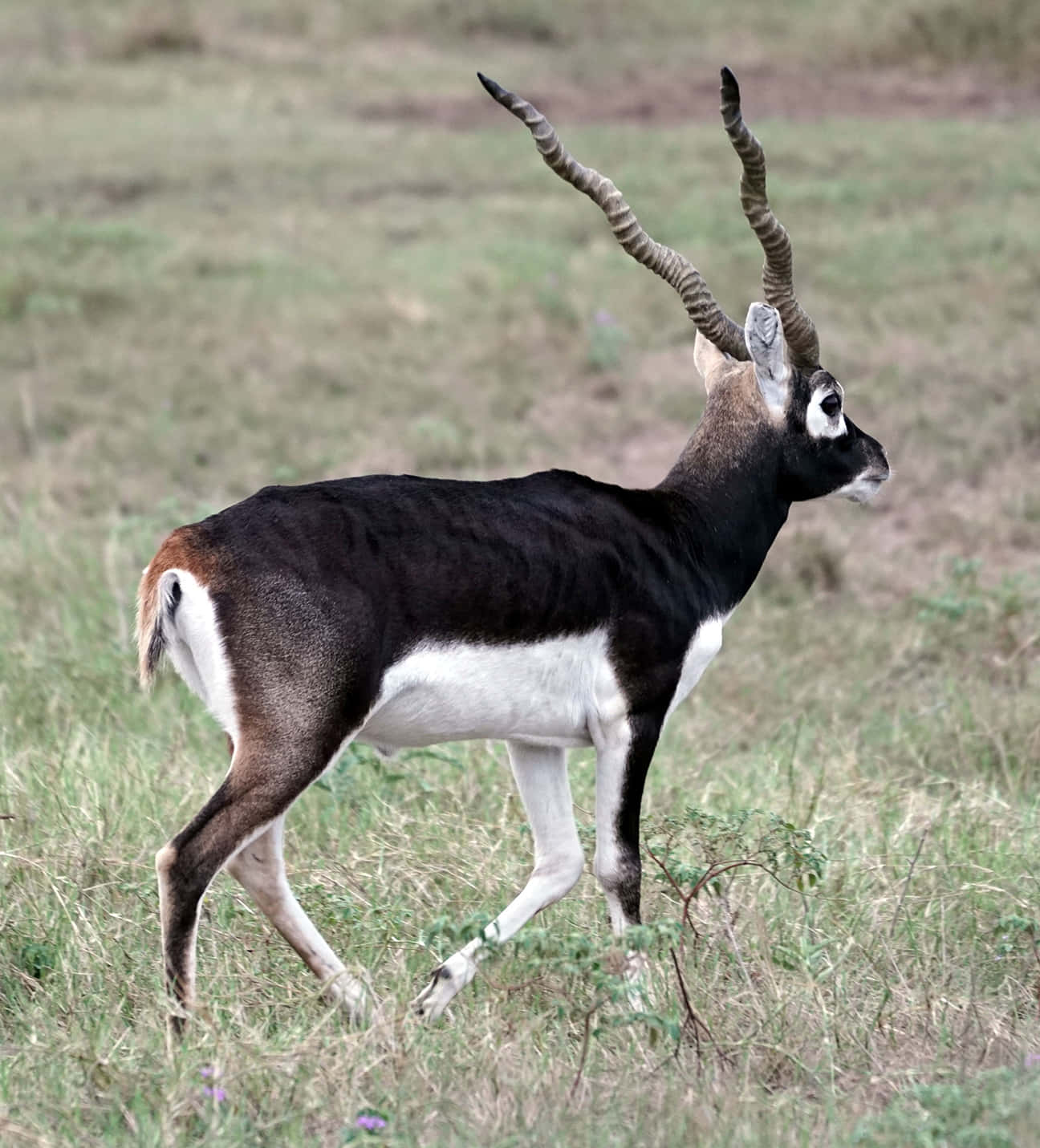 blackbuck antelope, Cervicapra, spiraled horns, HD Phone Wallpaper