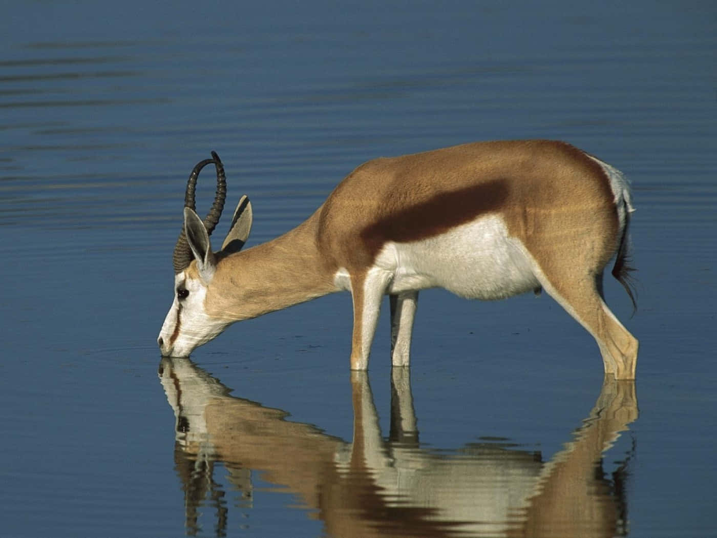 Blackbuck, water's edge, calm blue water, HD Desktop Wallpaper