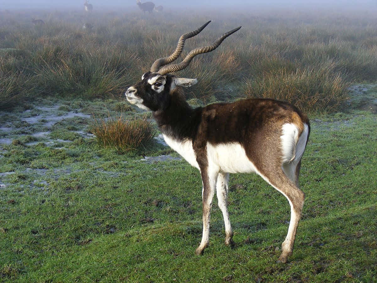 Blackbuck, misty grassland, tall reeds, SD Desktop Wallpaper