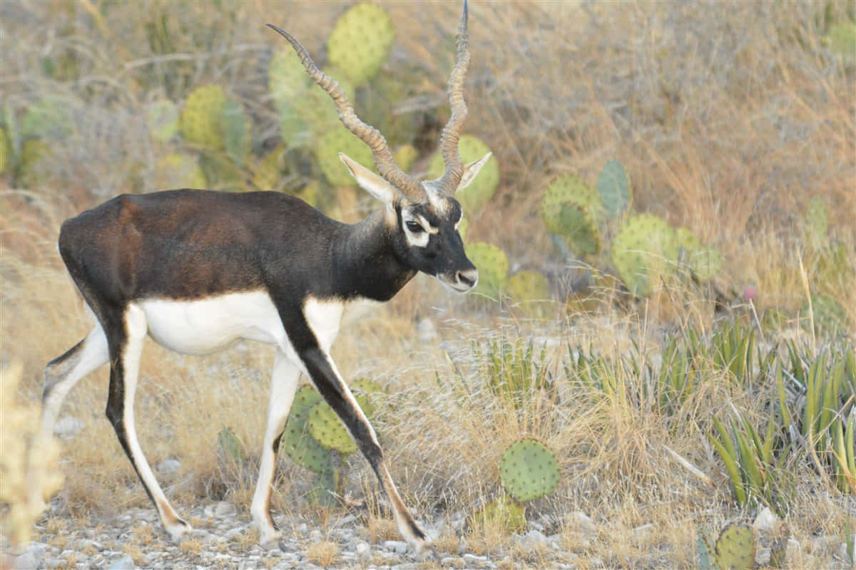 Blackbuck, long spiraling horns, dry grass, SD Desktop Wallpaper