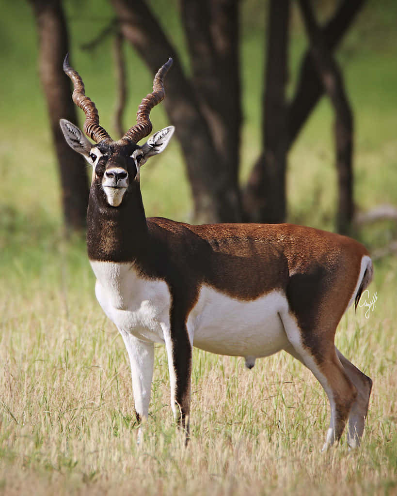 Blackbuck, grassy meadow, tall grass, SD Phone Wallpaper