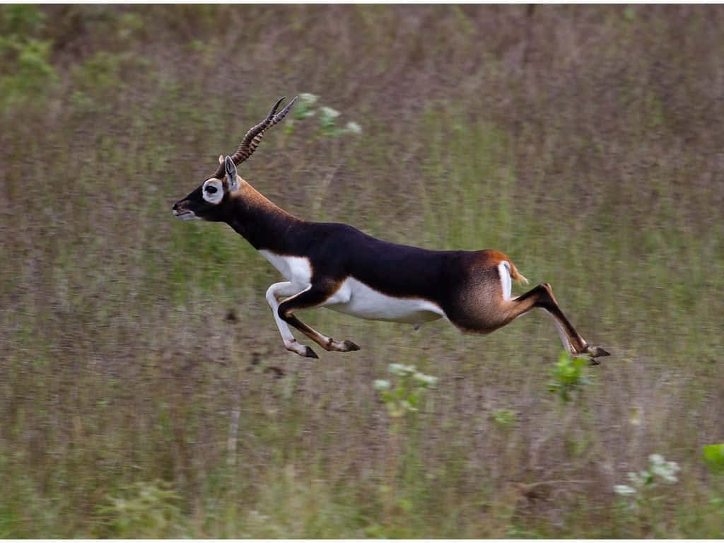 Blackbuck, leaps gracefully, tall grass, SD Desktop Wallpaper