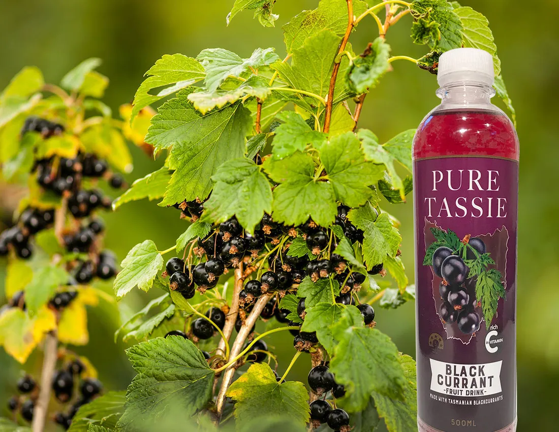 Blackcurrant
