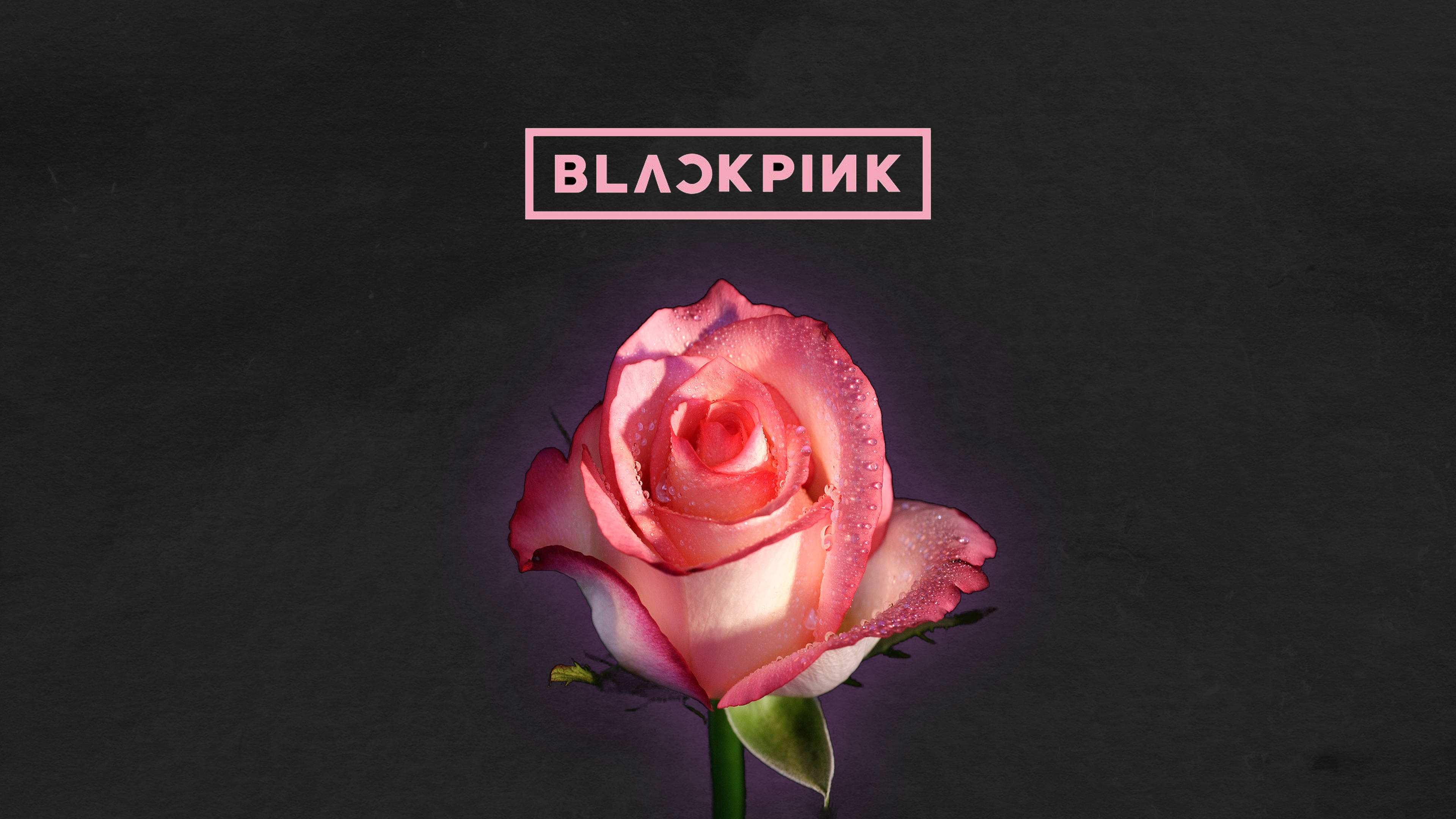 Rose Blackpink, BLACKPINK, pink rose, 4K Desktop Wallpaper