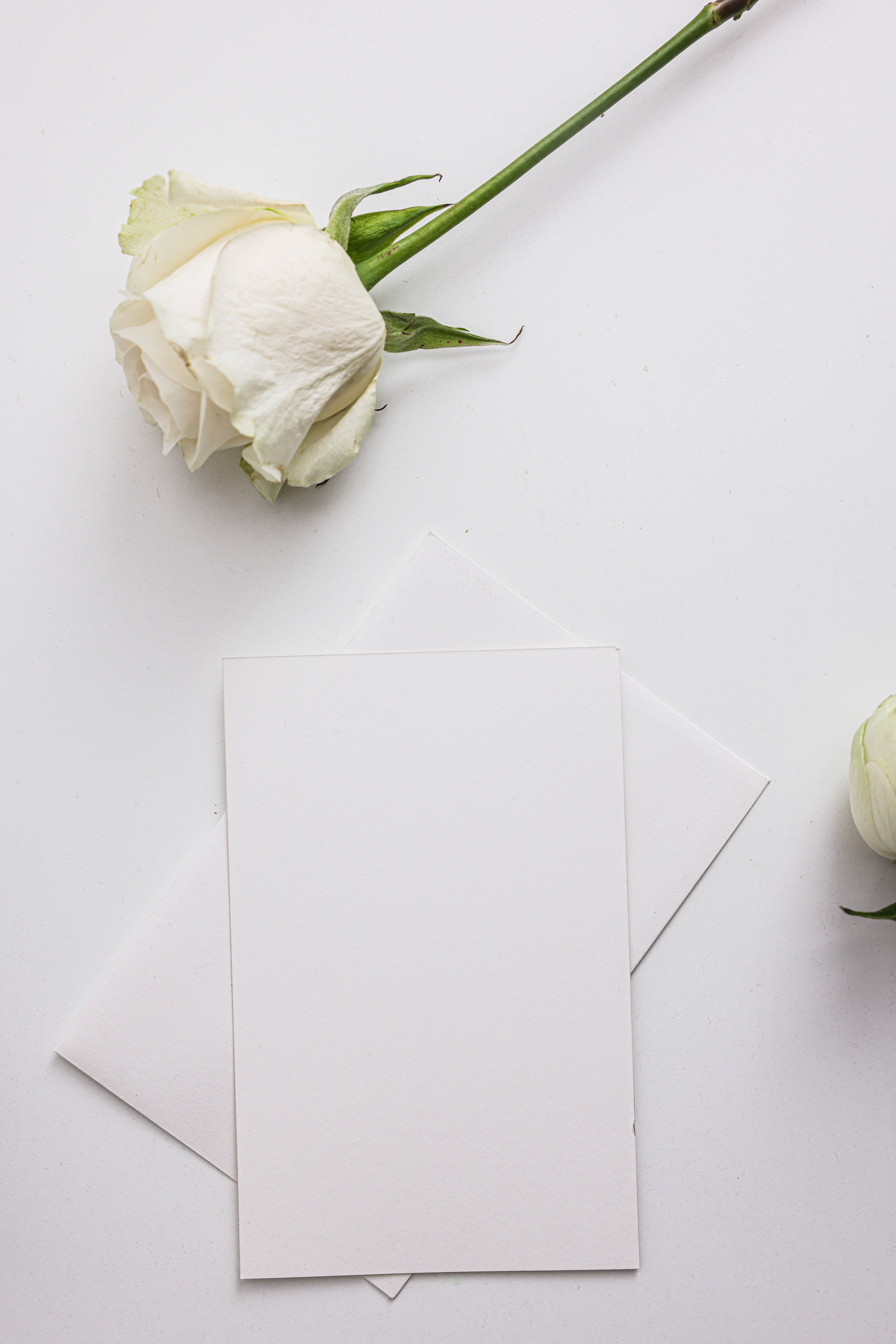 white rose, green stem, blank white cards, 8K Phone Wallpaper