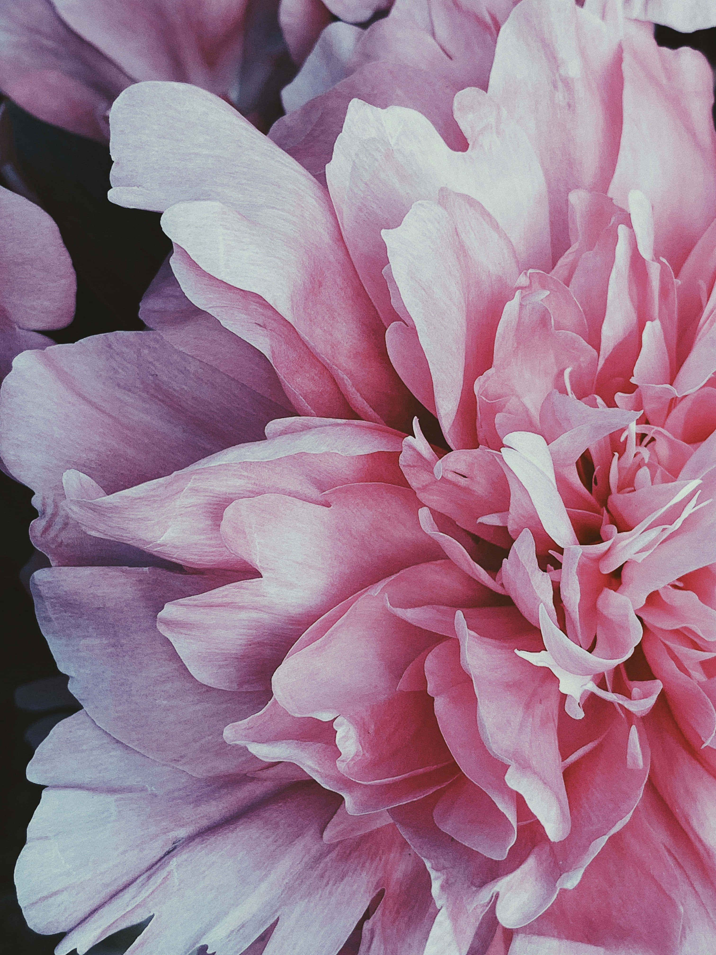 Blissful, peony petals, soft pink, 4K Phone Wallpaper