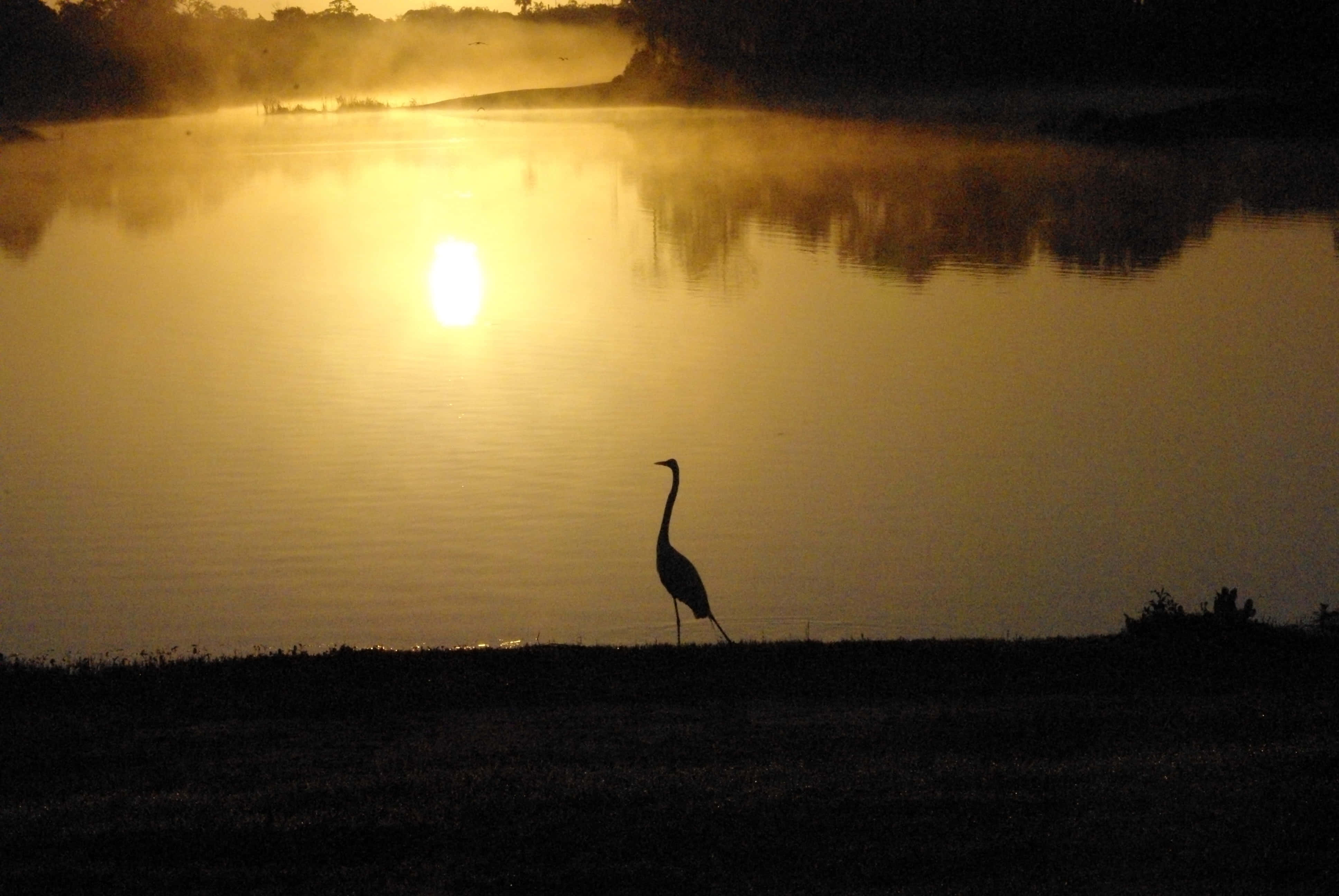 Serene Waterfront Landscape, lone heron, misty riverbank, 4K Desktop Wallpaper